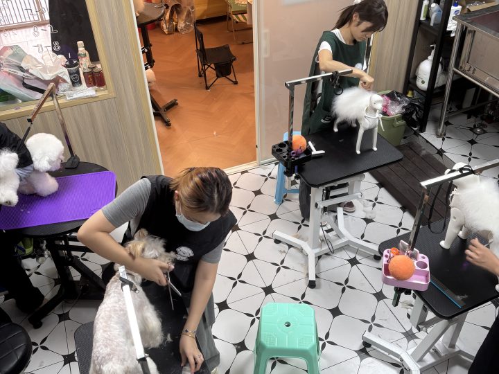 C＋B连读78天22800元还是分开报？乌鲁木齐宠物美容学费怎么算更省
