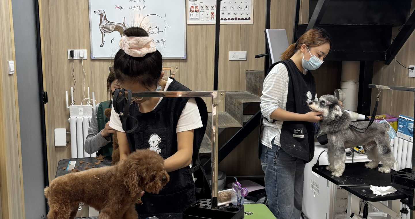 学员上手实践宠物美容图A