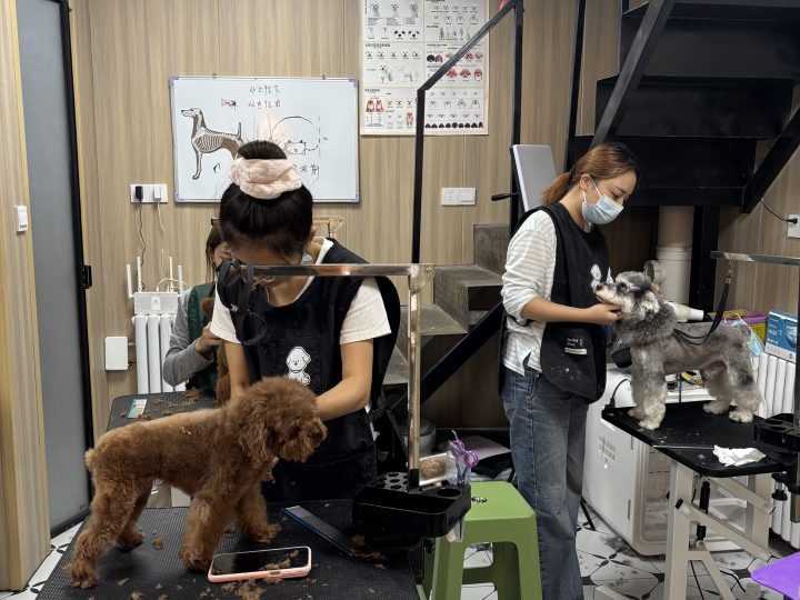 转行学宠物美容怎么选班？从时间、基础和工作目标开始