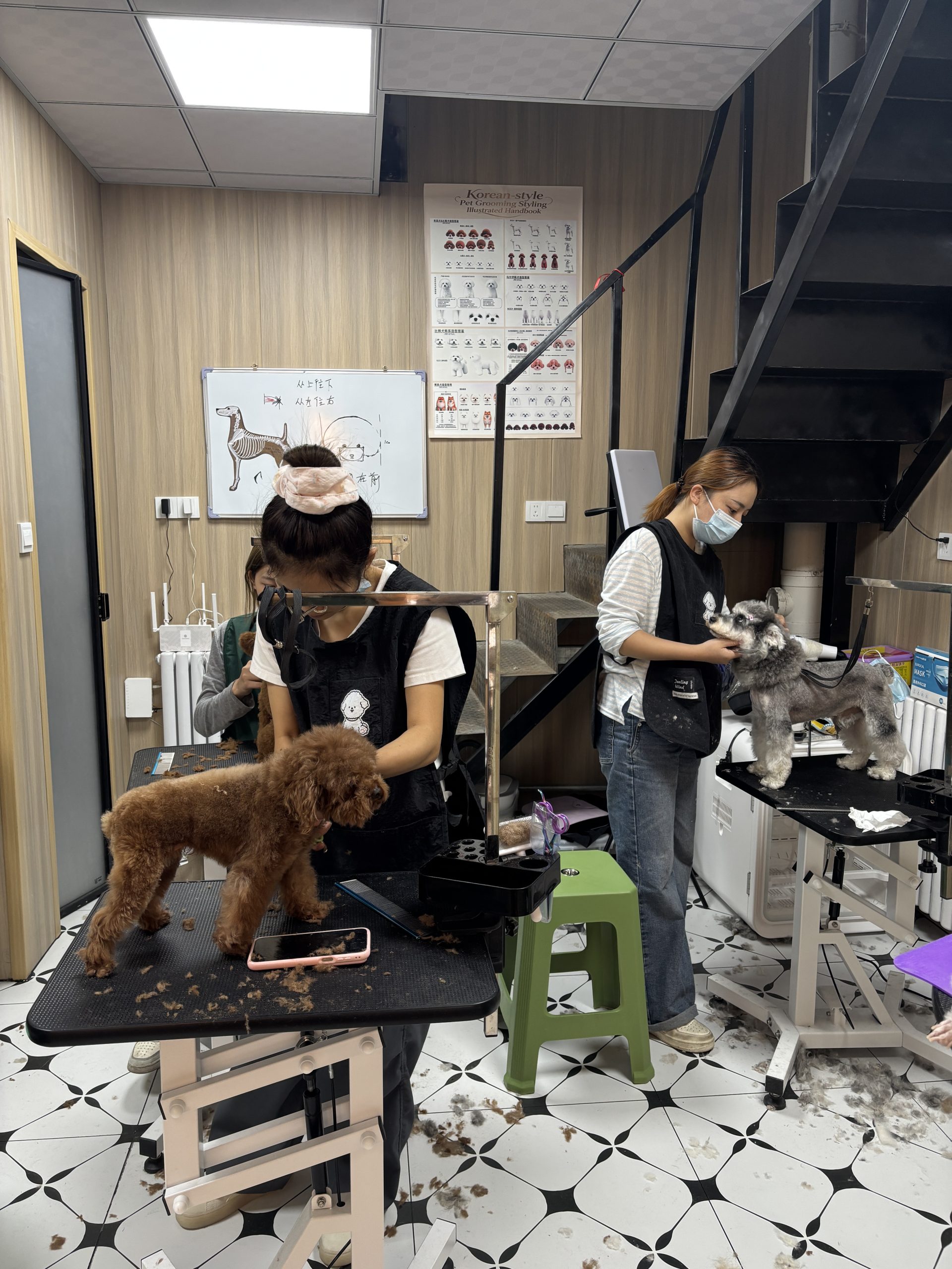 学员上手实践宠物美容图A