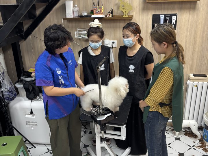 乌鲁木齐C＋萌系宠物美容培训：骏骏35天8800元课程说明