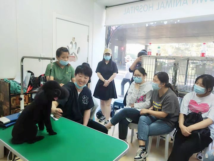 乌鲁木齐宠物美容学校推荐：骏骏宠物比熊单犬种造型班