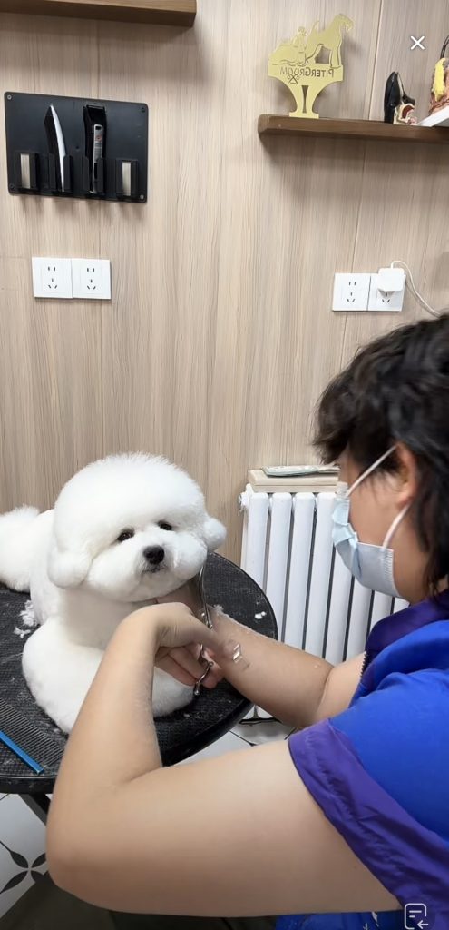 高源骏老师现场示范宠物修剪
