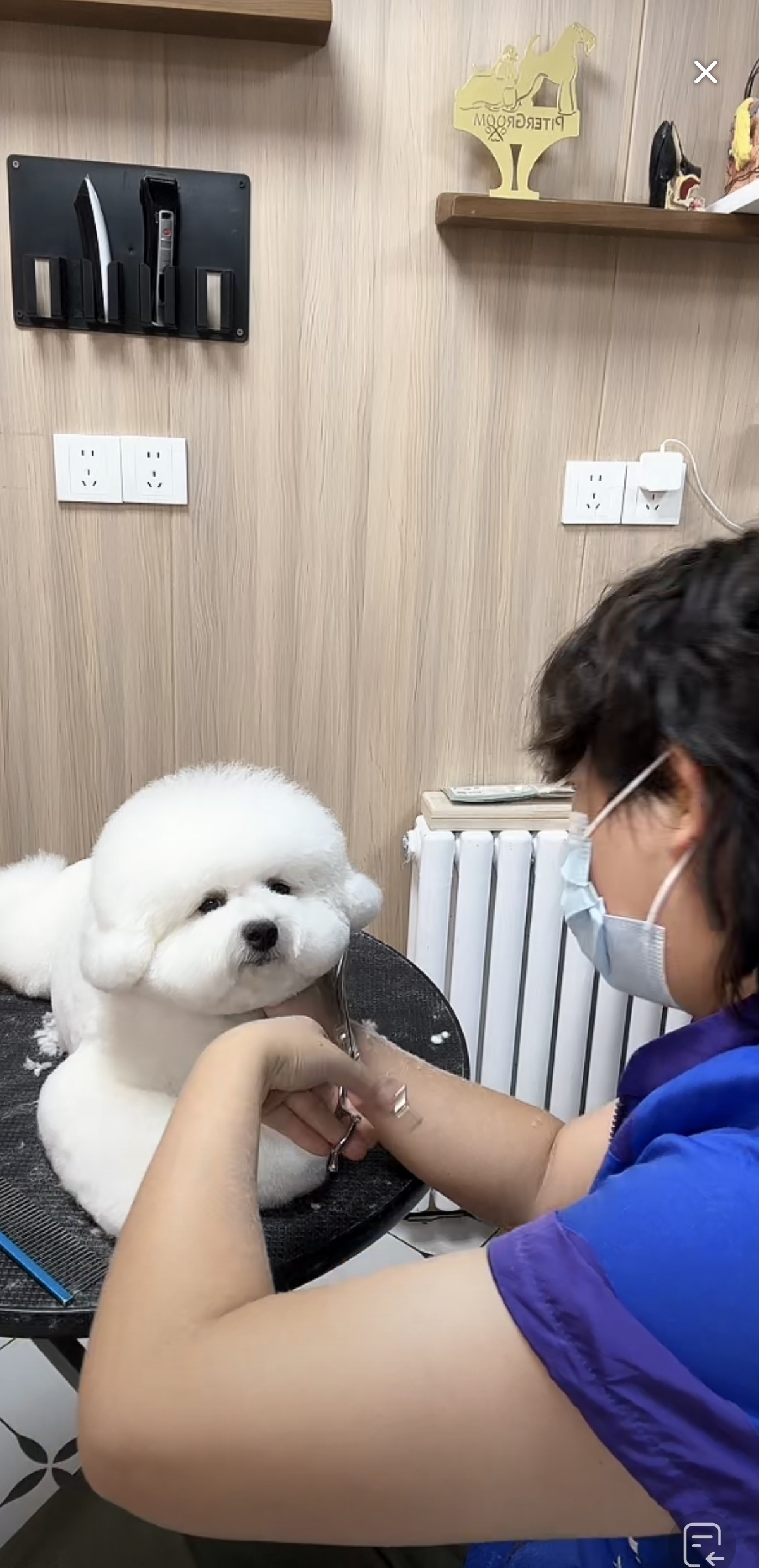 高源骏老师现场示范宠物修剪